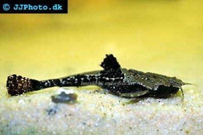 Gitarren Bratpfannenwels - Bunocephalus coracoideus
