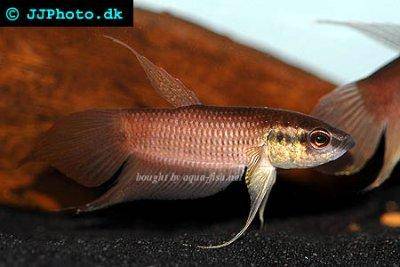 Dunkler Kampffisch - Betta fusca