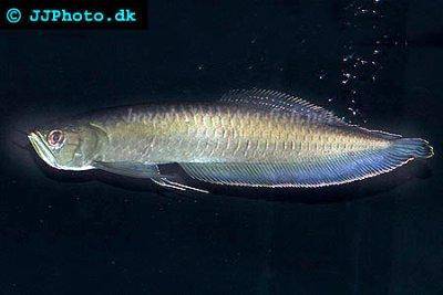 Schwarzer Knochenzüngler - Osteoglossum ferreirai