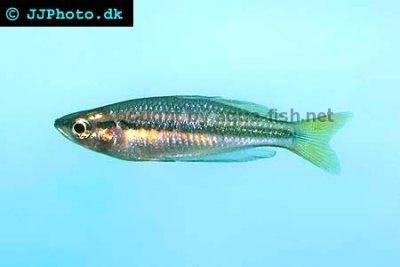 Großer Regenbogenfisch - Melanotaenia nigrans