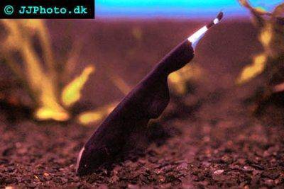 Amerikanischer Weißstirn Messerfisch - Apteronotus albifrons