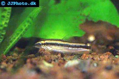 Schwarzstreifen-Prachtschmerle - Yasuhikotakia nigrolineata