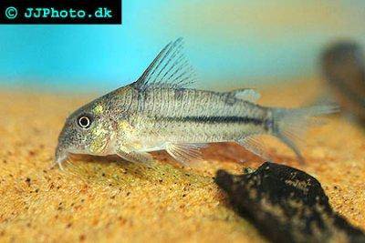 Blauer Panzerwels - Corydoras nattereri