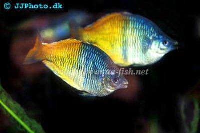 Boesemans Regenbogenfisch - Melanotaenia boesemani