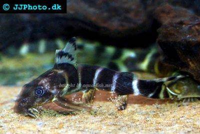 Brichards Fiederbartwels - Synodontis brichardi
