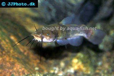 Brauner Katzenwels - Ameiurus nebulosus