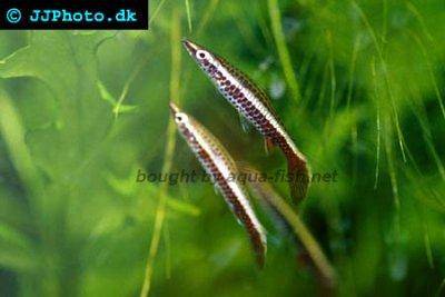 Spitzmaul-Ziersalmler - Nannostomus eques