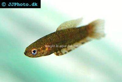 Browns Zwergkampffisch - Betta brownorum