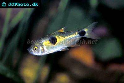 Zweitupfen-Raubsalmler - Exodon paradoxus