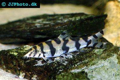 Zebrastreifenschmerle - Botia histrionica