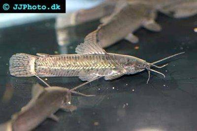 Schwielenwels - Callichthys callichthys