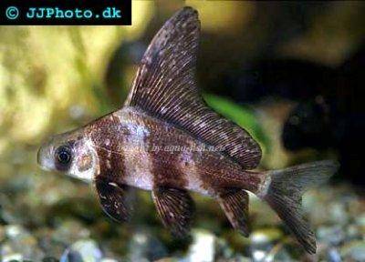 Wimpelkarpfen - Myxocyprinus asiaticus