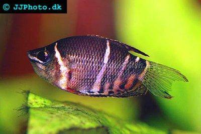 Schokoladengurami - Sphaerichthys osphromenoides