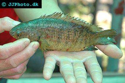 Kletterfisch - Anabas testudineus