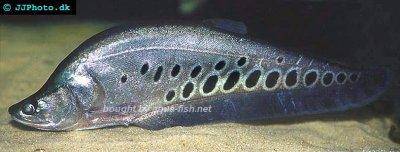 Indischer Fähnchen-Messerfisch - Chitala chitala