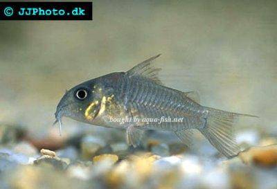 Einfarbiger Panzerwels - Corydoras concolor