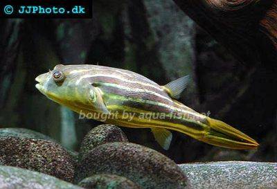Nikugelfisch - Tetraodon lineatus
