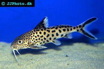 Vielpunkt-Fiederbartwels - Synodontis multipunctatus