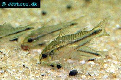 Zwergpanzerwels - Corydoras pygmaeus