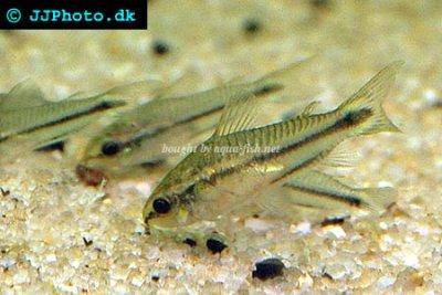 Dwarf corydoras - Corydoras pygmaeus