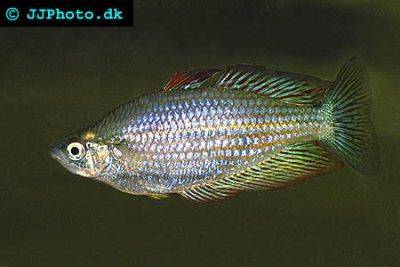 Kap York-Regenbogenfisch - Melanotaenia splendida splendida