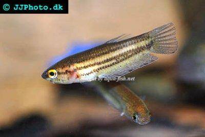 Ediths Kampffisch - Betta edithae