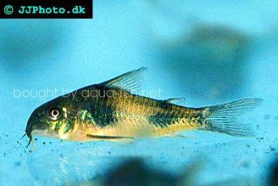 Ehrhardt’s cory - Corydoras ehrhardti