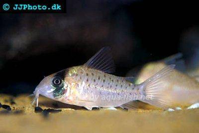 Fleckpanzerwels - Corydoras atropersonatus