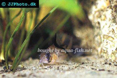Diagonal-Panzerwels - Corydoras melini