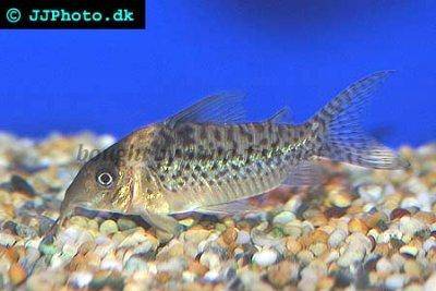 Inirida-Panzerwels - Corydoras delphax