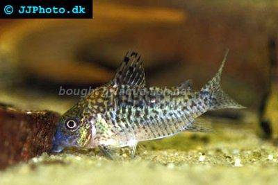 Genetzter Panzerwels - Corydoras sodalis