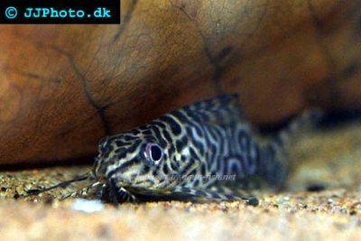Schmuckflossen-Fiederbartwels - Synodontis eupterus