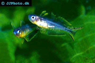 Gabelschwanz-Regenbogenfisch - Pseudomugil furcatus