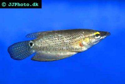 Spitzkopfgurami - Ctenops nobilis