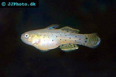 Gefleckte Grundel - Stigmatogobius sadanundio