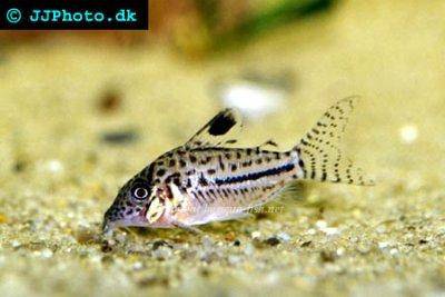 Corydoras gomezi