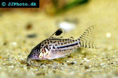 Gomezi corydoras - Corydoras gomezi