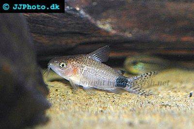 Guapore Panzerwels - Corydoras guapore
