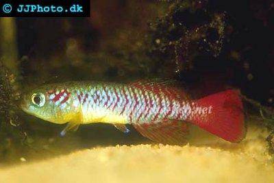 Bunter Prachtgrundfisch - Nothobranchius guentheri