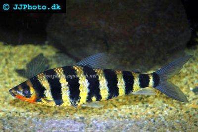 Gebänderter Kopfsteher - Leporinus affinis