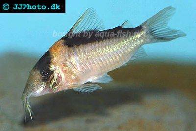 Imitator-Panzerwels - Corydoras imitator