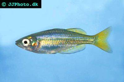 Melanotaenia splendida inornata
