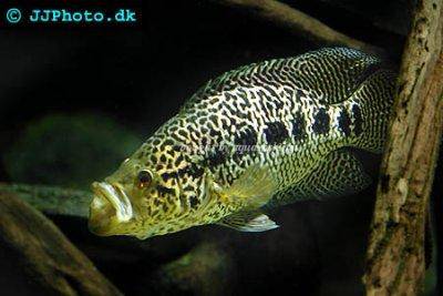 Managua-Buntbarsch - Parachromis managuensis