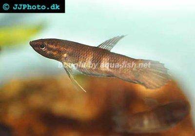 Betta krataios