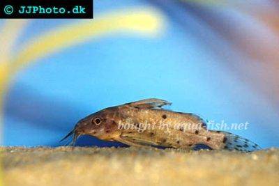 Schwarzer Fiederbartwels - Synodontis nigrita