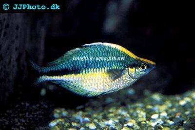 Aquamarin-Regenbogenfisch - Melanotaenia lacustris