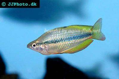 Lake Tebera-Regenbogenfisch - Melanotaenia herbertaxelrodi