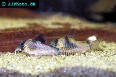 Siebenfleck-Panzerwels - Corydoras septentrionalis