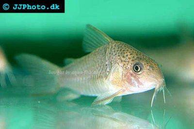 Savannenpanzerwels - Corydoras polystictus