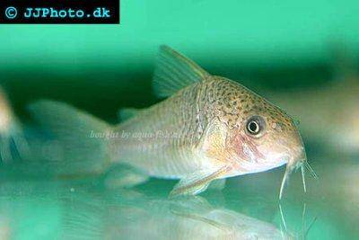 Many-spotted cory - Corydoras polystictus